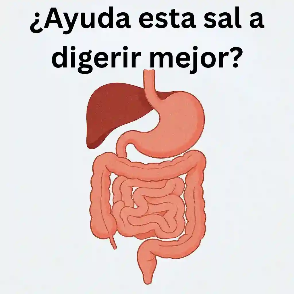 Ilustración estilizada del sistema digestivo humano sal rosada del Himalaya digestión